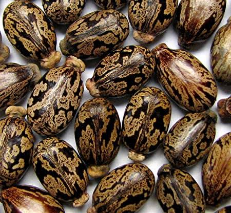 Castor Seed