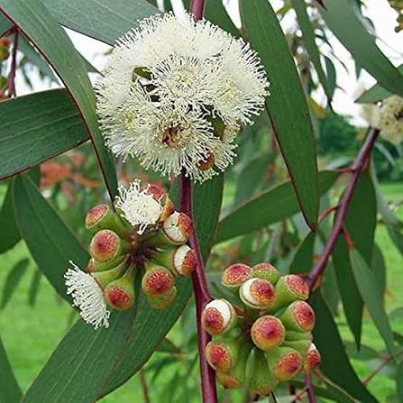 Eucalyptus Blossom