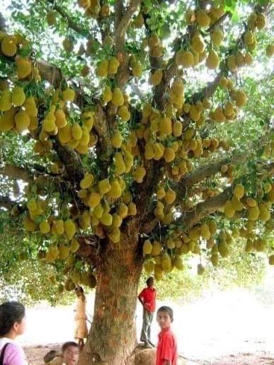 Jackfruit