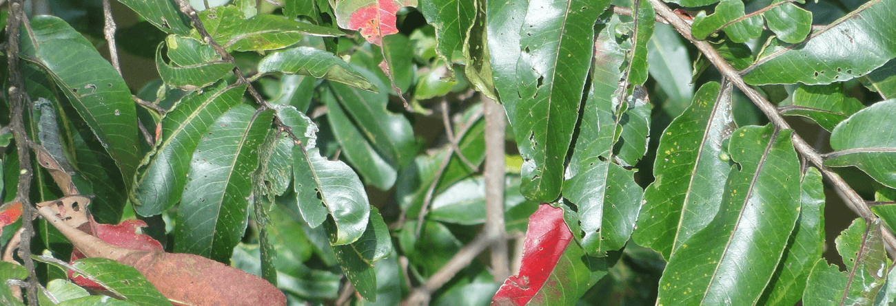 Kumbuk Tree