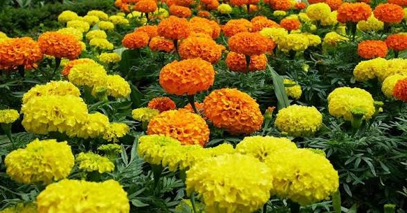 Marigold