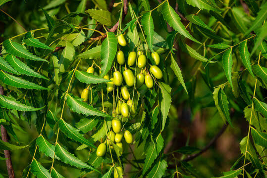 Neem