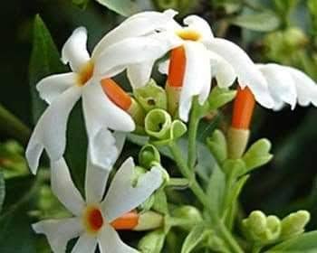 Night Jasmine