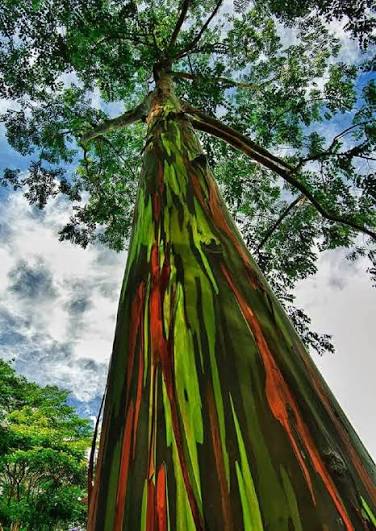 Rainbow Eucalyptus