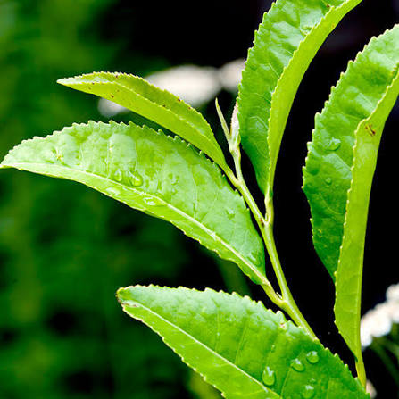 Tea Powder