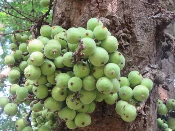 Wild Fig
